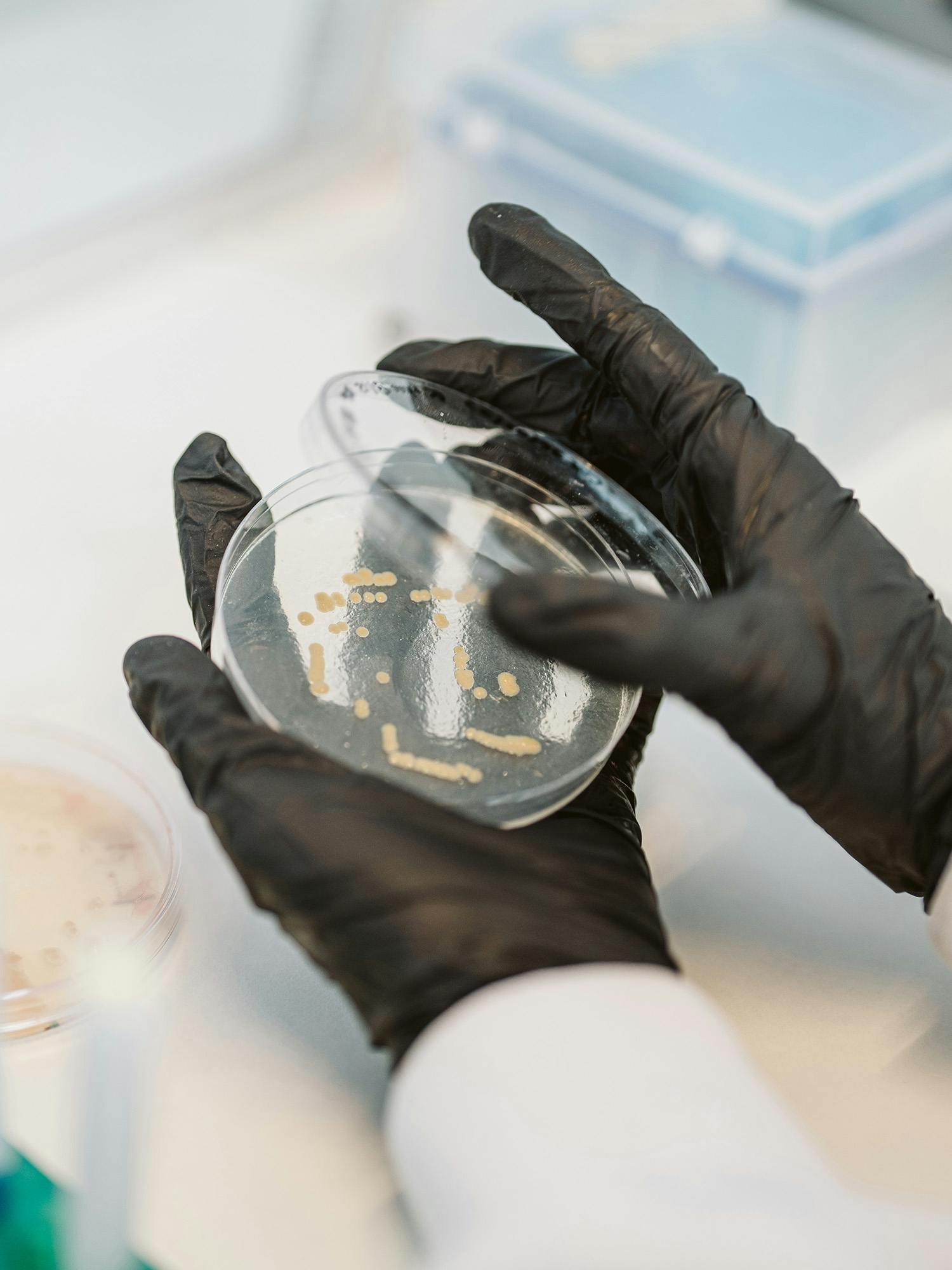 Bacteria growing in a petri dish to be used for making biomaterials