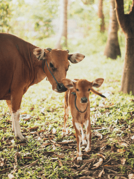 Protecting animal welfare with animal-free materials